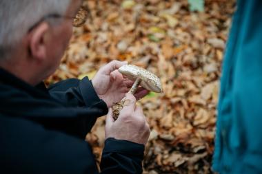 Auf Pilzexkursion können Interessierte mit den Fachleuten des LWL gehen.<br>Foto: LWL/Steinweg