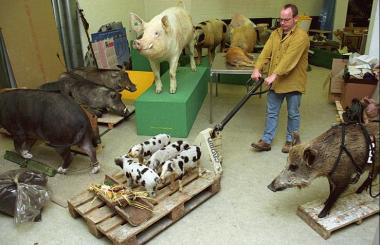 Die Museumsschweine sind reisefertig für die Fahrt nach Bayern    Foto: LWL / Egbert