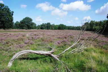 Im Naturschutzgebiet Heiliges Meer-Heupen, bei Recke/Hopsten grenzt die sommertrockene Heide unmittelbar an dauernasses Niedermoor, den ¿Boden des Jahres 2012¿. &lt;br&gt;Foto: LWL/Oblonczyk&lt;br /&gt; 