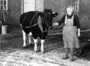 Bäuerin mit Kuh, vermutlich Bückeburg, um 1966 / Münster, Volkskundliche Kommission für Westfalen, Bildarchiv