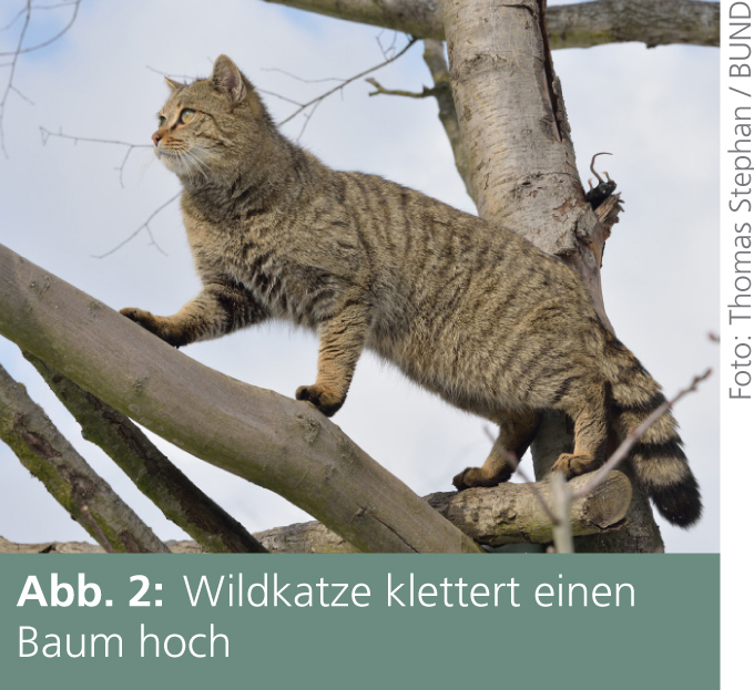 LWL - Verbreitung der Wildkatze in Westfalen - Westfalen Regional