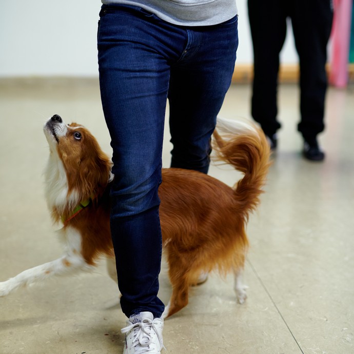 Ein Hund läuft durch die Beine einer laufenden Person. (vergrößerte Bildansicht wird geöffnet)